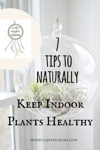 keep indoor plants healthy