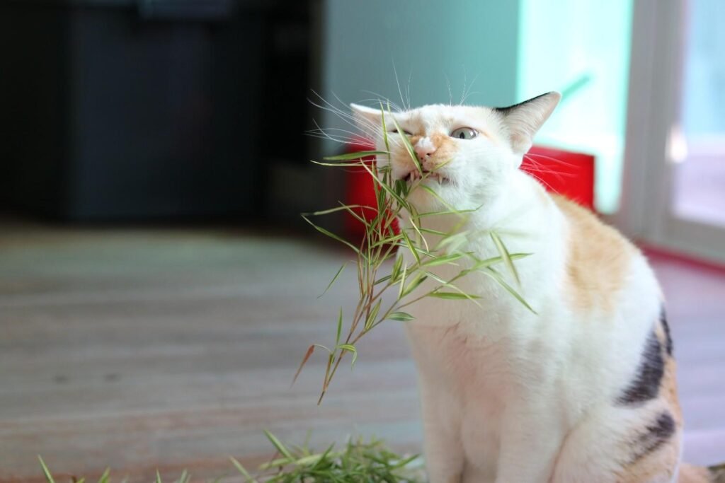 How Cats Behave on Catnip