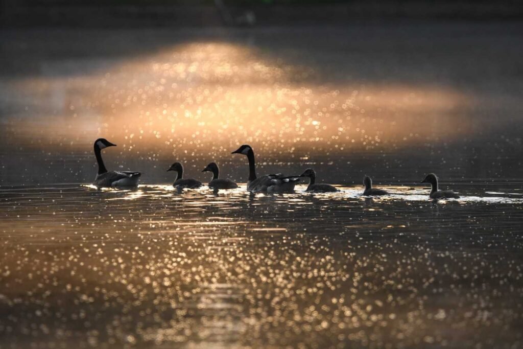 What Is the Spiritual Meaning of Hearing Geese at Night
