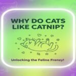 Why Do Cats Like Catnip A Fascinating Look Into Feline Psychology and Biology