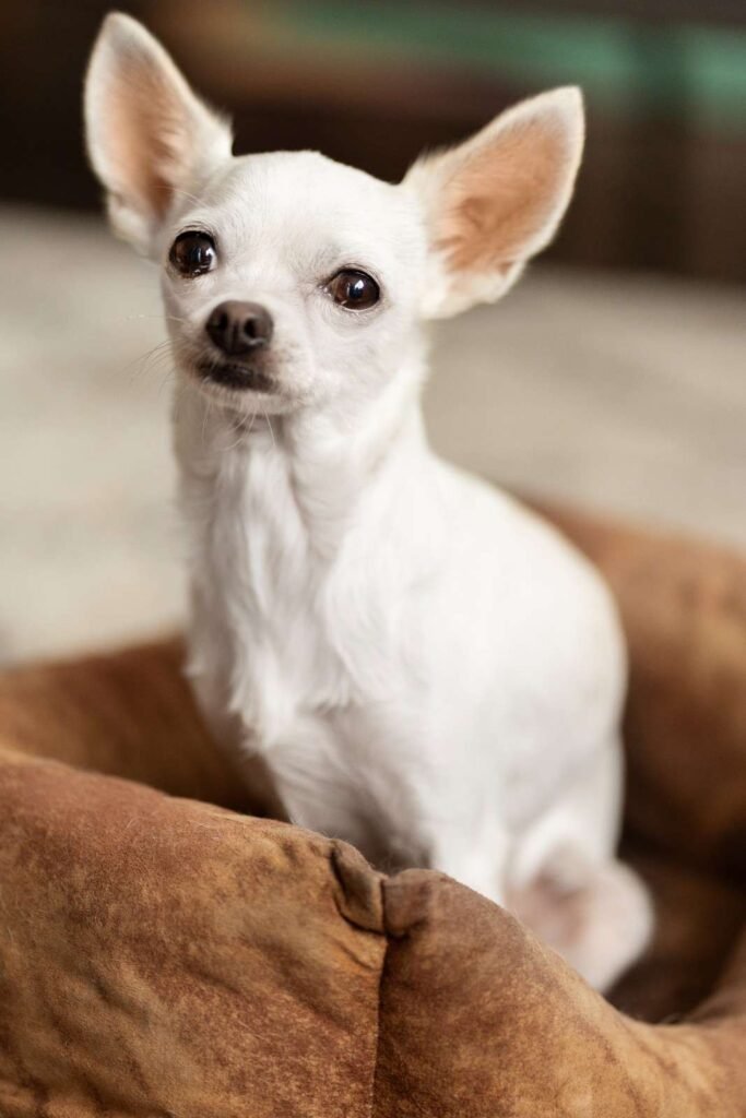 Dental care is crucial due to Chihuahua-influenced mouth structure