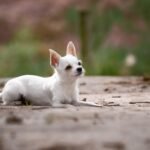 Jack Russell Chihuahua Mix Complete Breed Guide for Owners