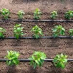 Revolutionizing Water Conservation with Smart Irrigation Systems