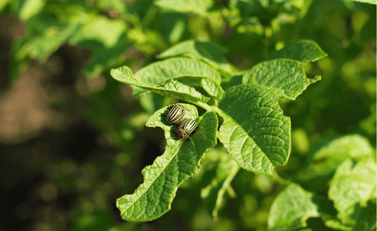 Increased Pest And Disease Activity
