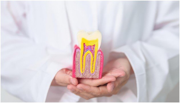 The Biological Foundations of Tooth Development