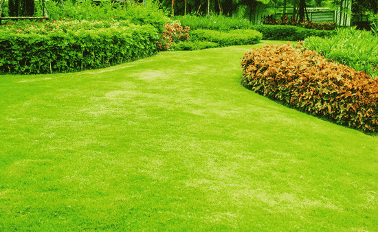 Unhealthy Or Deteriorating Lawn Conditions